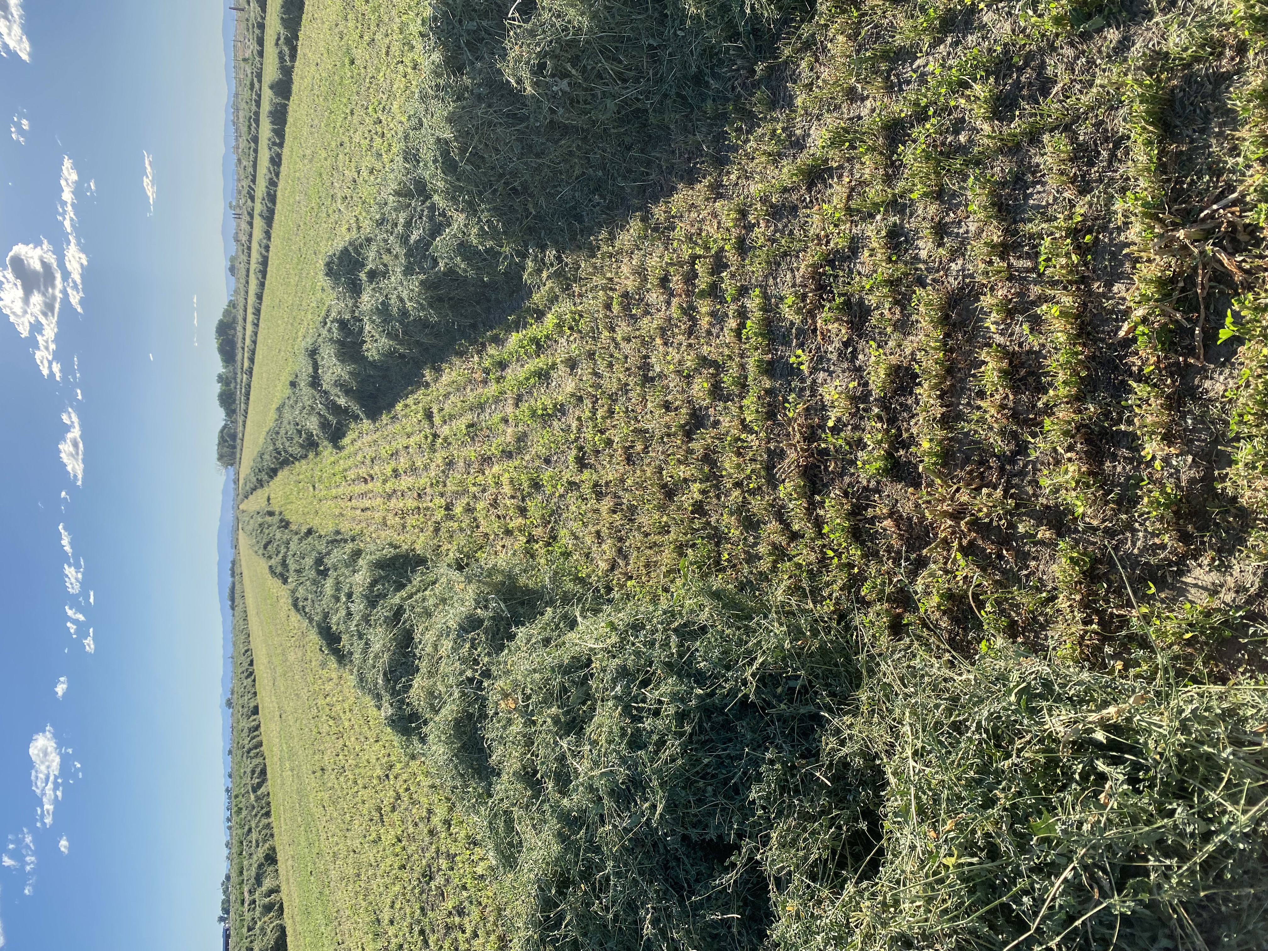 Freshly raked alfalfa arranged in windrows at Fagundes Farms.