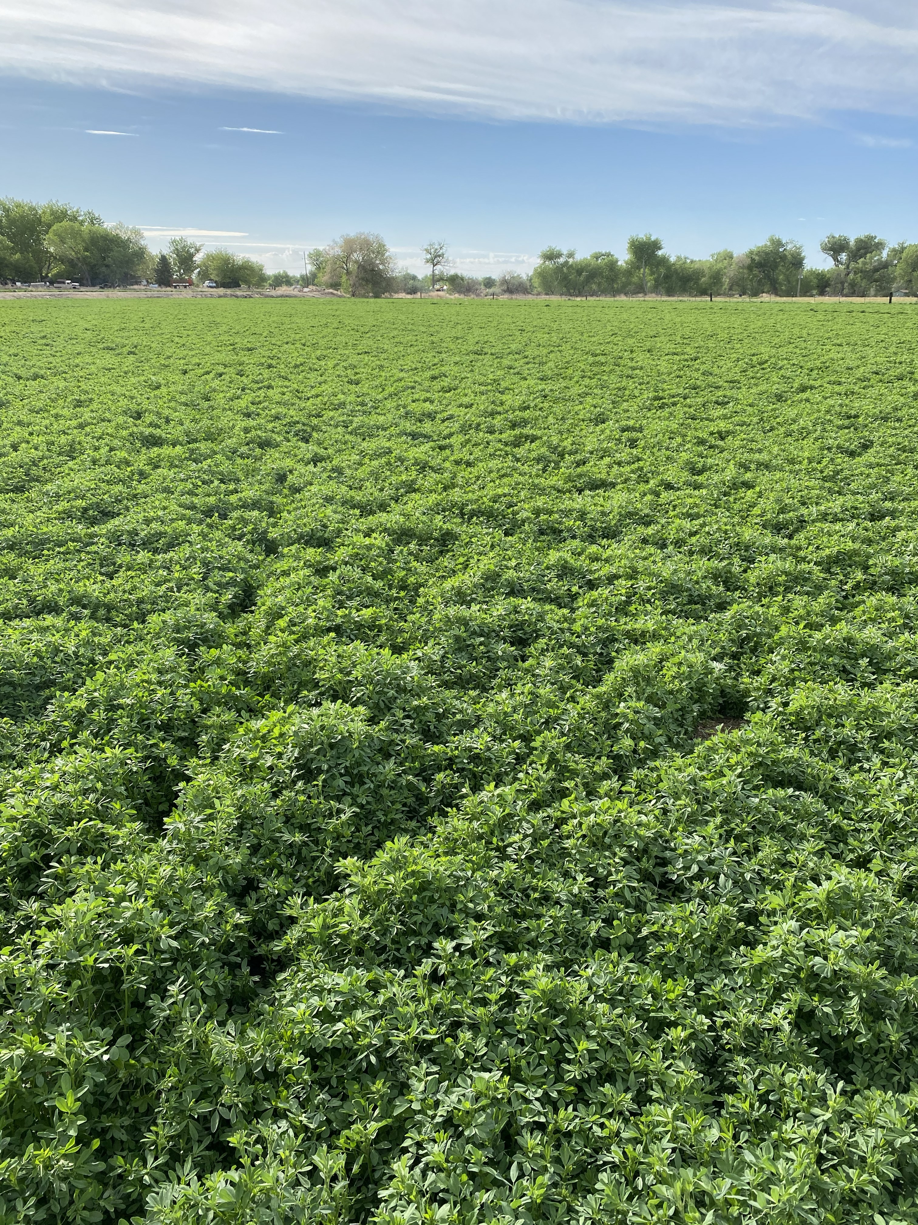 Healthy alfalfa growing at Fagundes Farms near Fallon, Nevada.