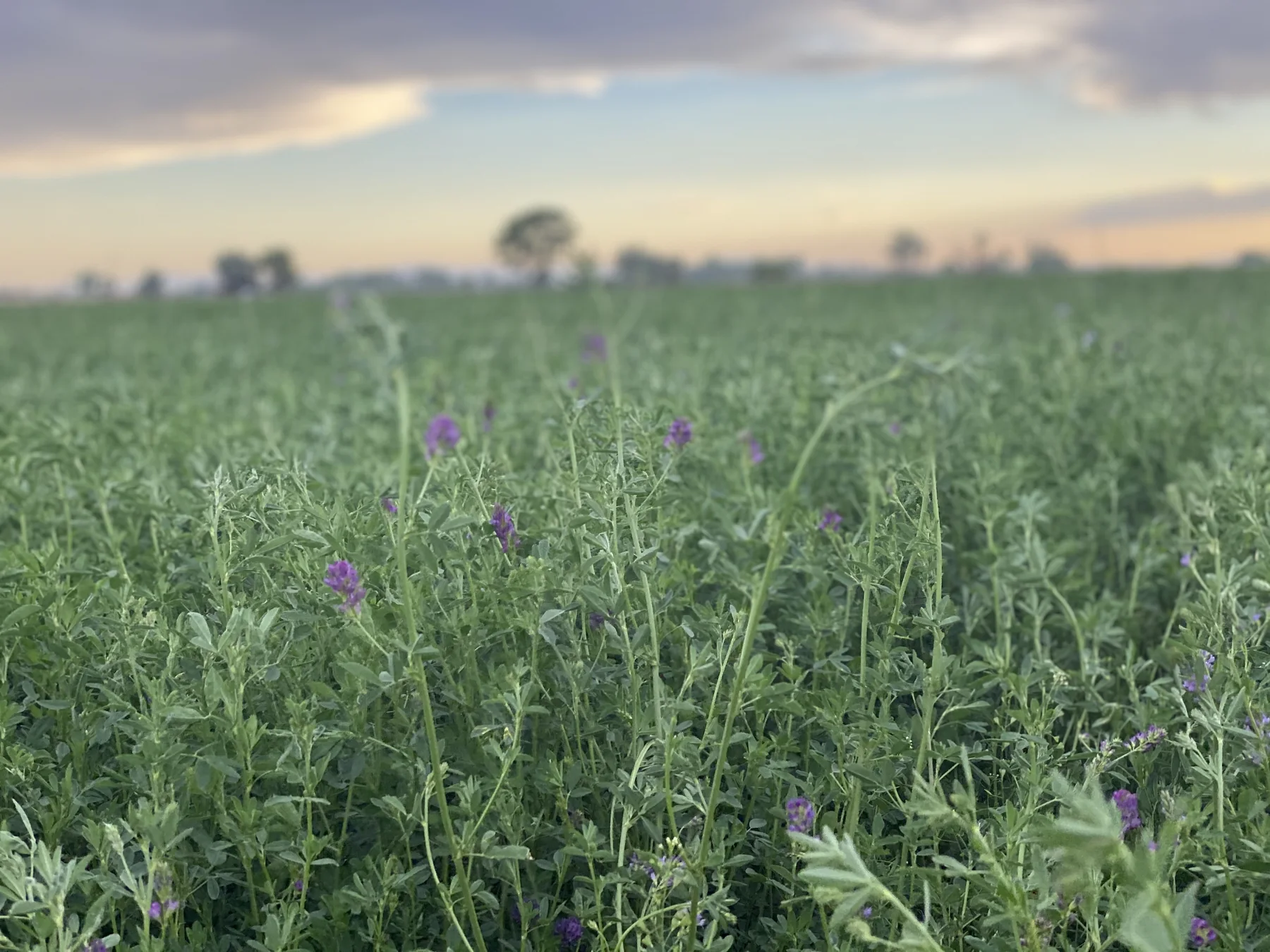 Flowering alfalfa field at Fagundes Farms