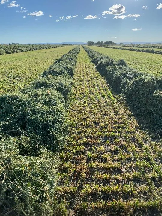 Fresh hay windrows in a Fagundes Farms field