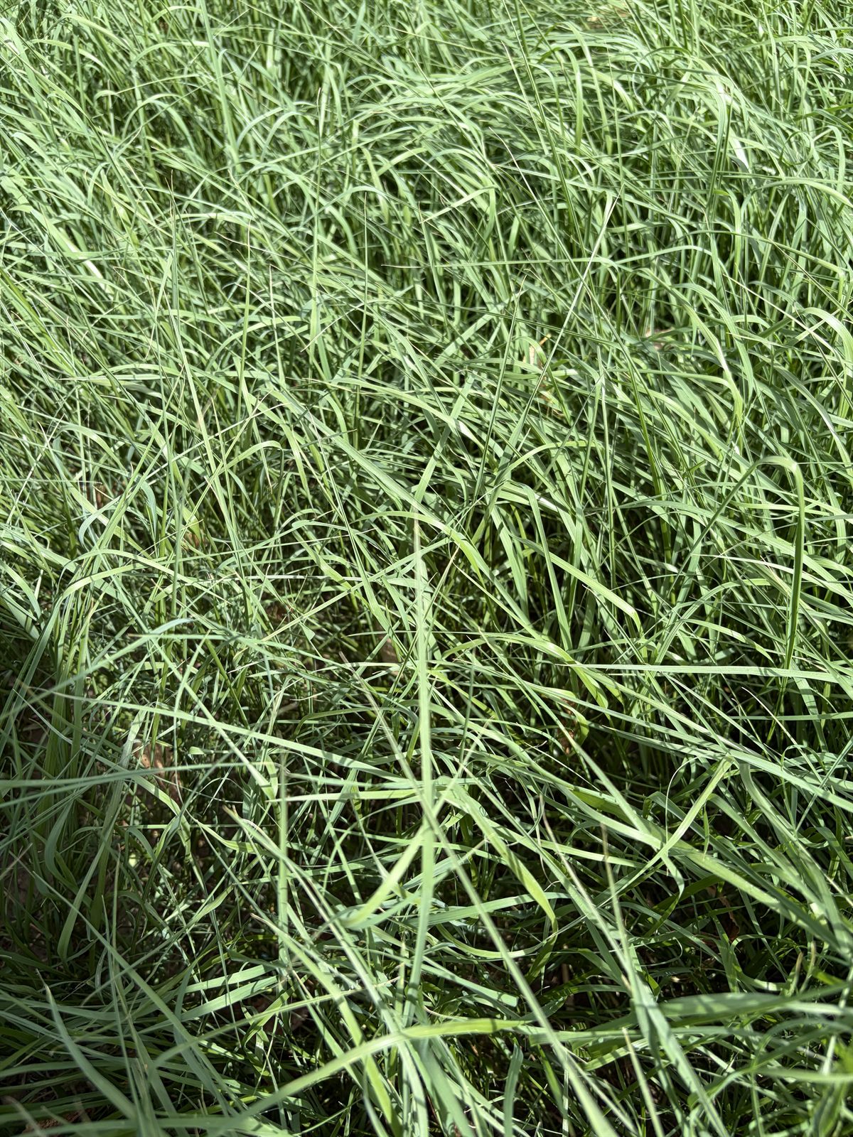 Teff Grass hay at Fagundes Farms